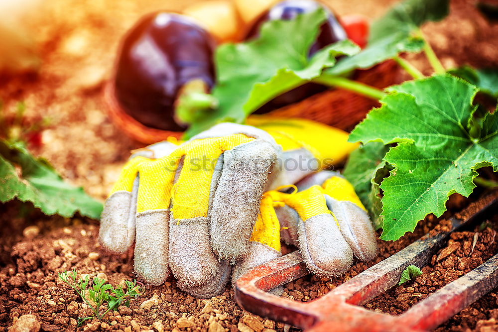 Similar – Image, Stock Photo Old garden shovel on flower root