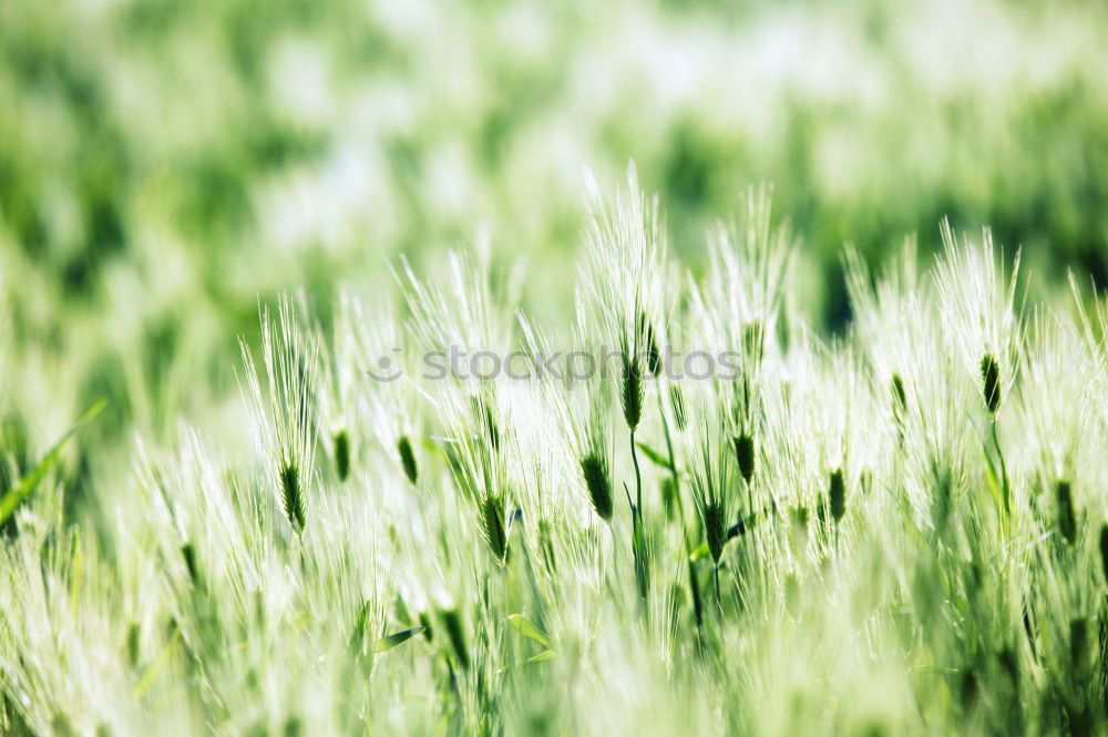 Similar – Brot im Frühstadium Gras