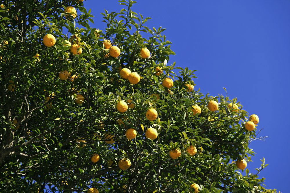 Similar – Sweet fruits Fruit Orange