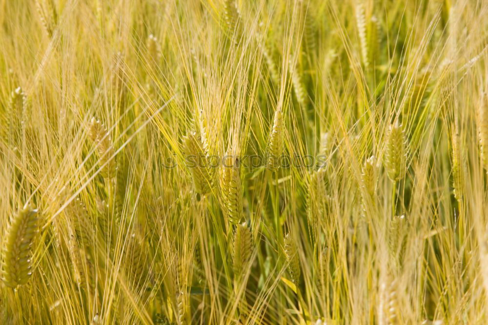 Similar – Field of grass on sunset