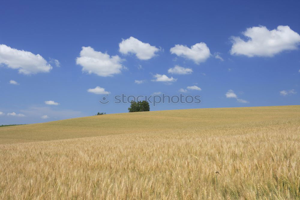 Similar – Image, Stock Photo harvest time Field Straw