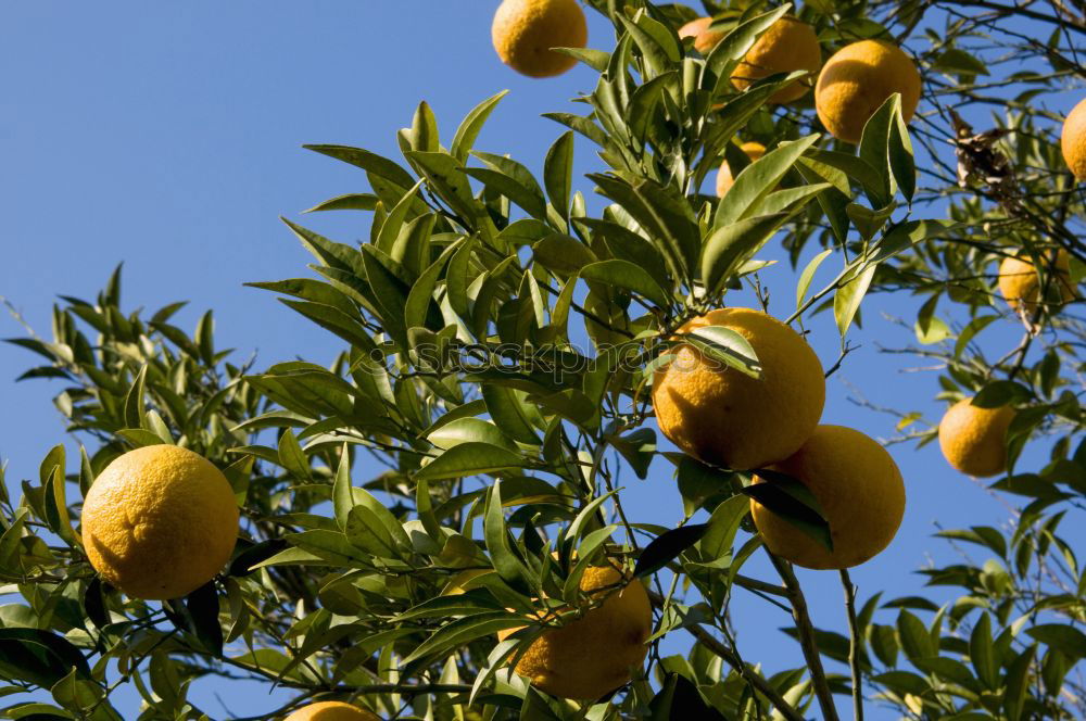 Similar – Image, Stock Photo Oranges on a branch. Orange trees in plantation.