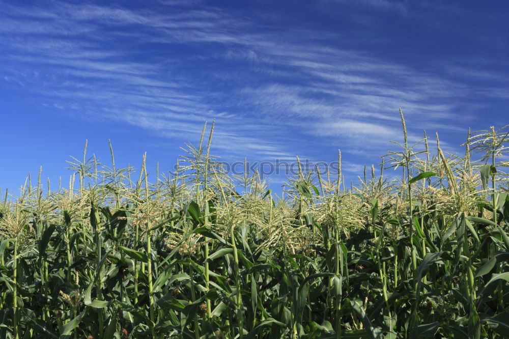 Similar – Image, Stock Photo cornfield Wheat Grain Sky