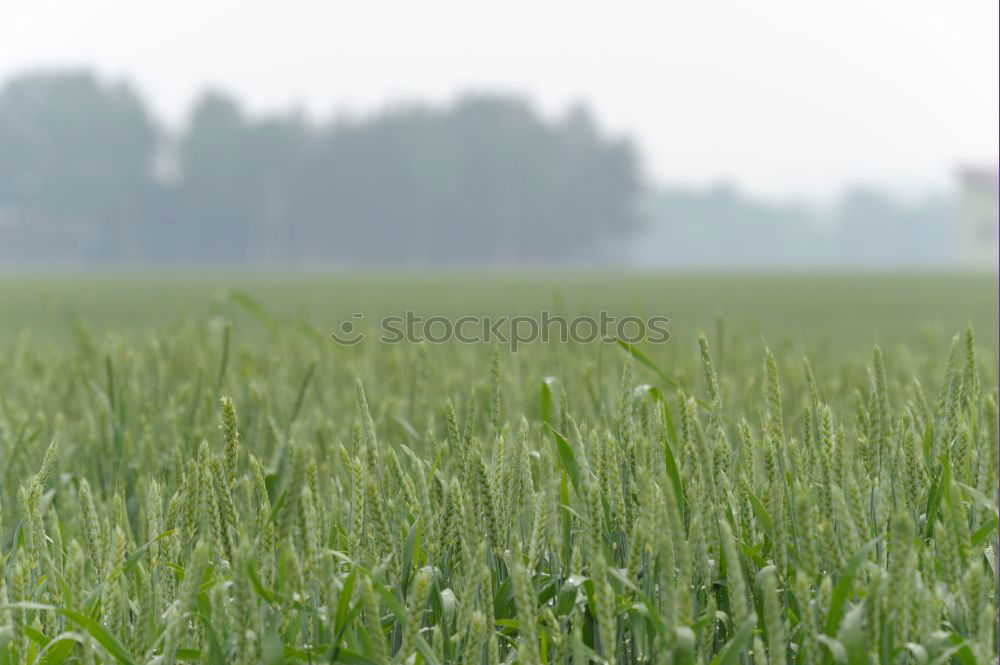 Similar – Image, Stock Photo freedom 4 Grass Green Sky