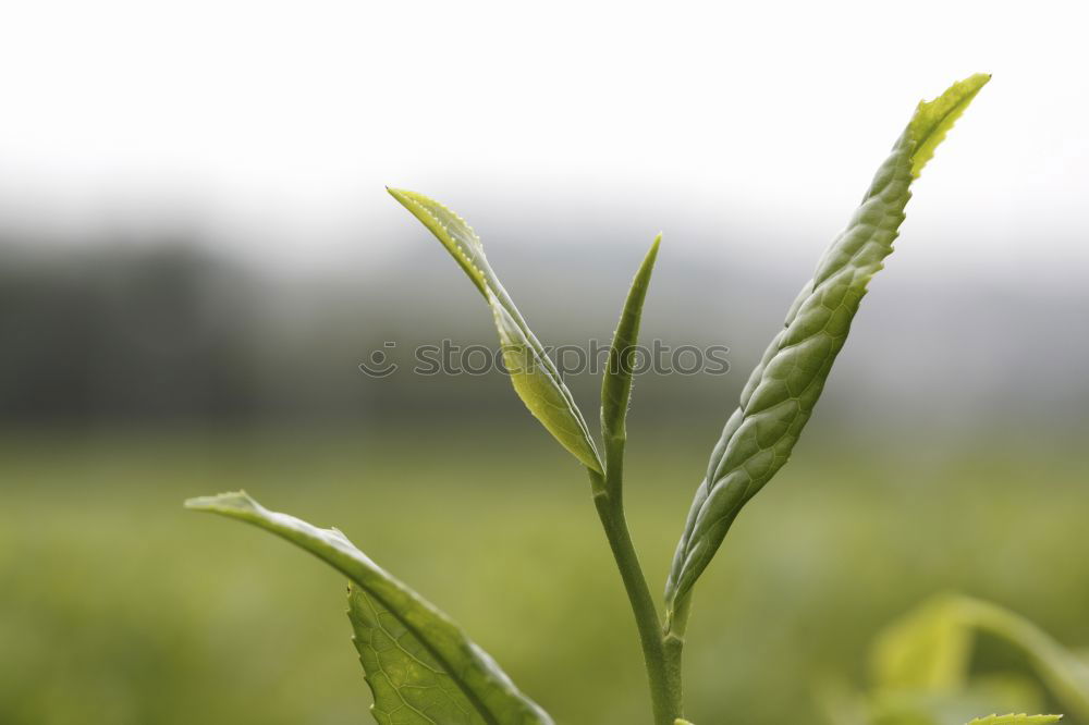 Similar – thyme Nature Landscape