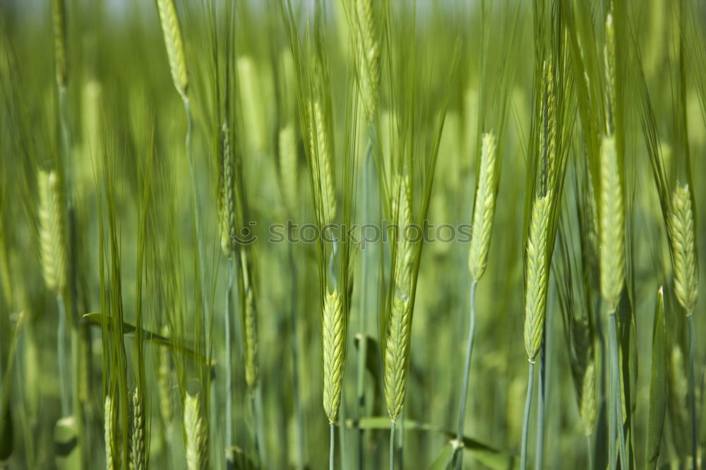 Similar – …ears of corn in the wind…