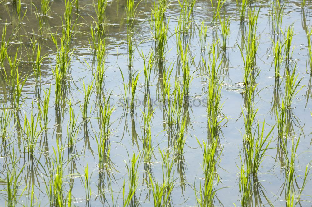 Similar – Gras grün Sommer frisch