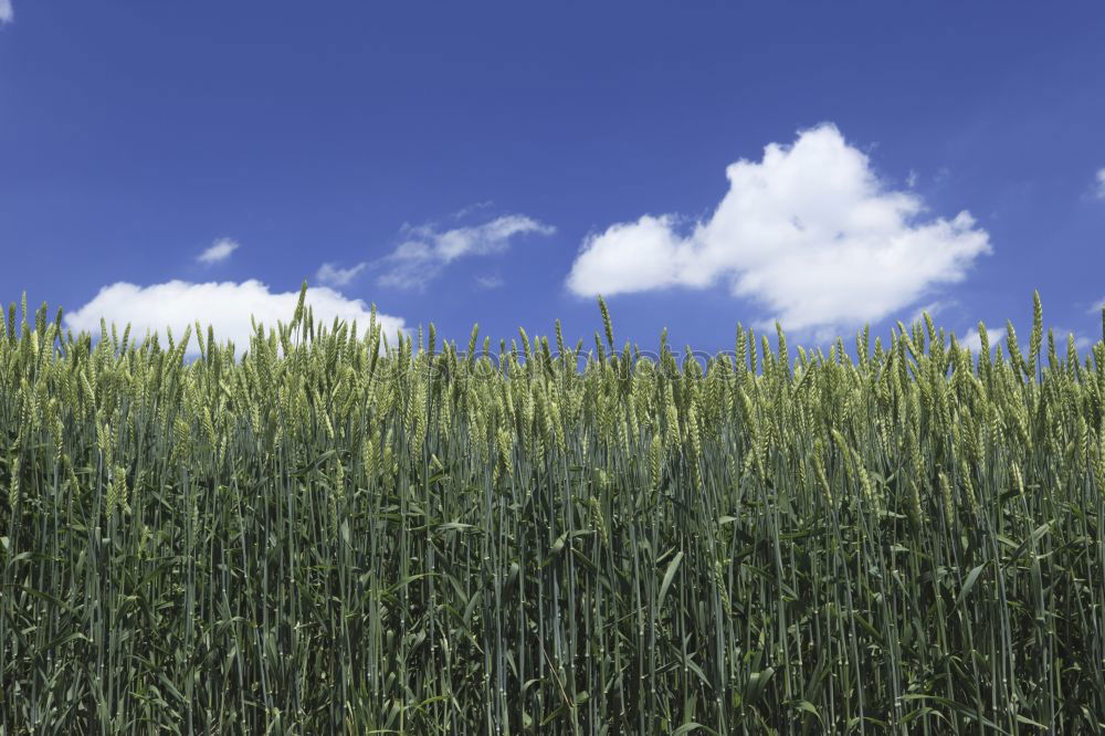 Similar – Foto Bild Grün unter Blau Wiese grün