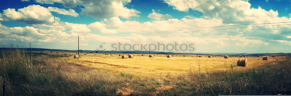 Similar – Image, Stock Photo Bird Ostrich Environment