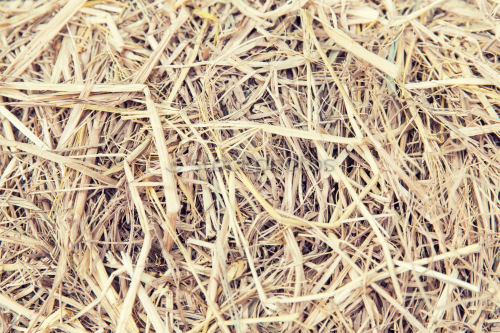 Similar – Straw Background Nature