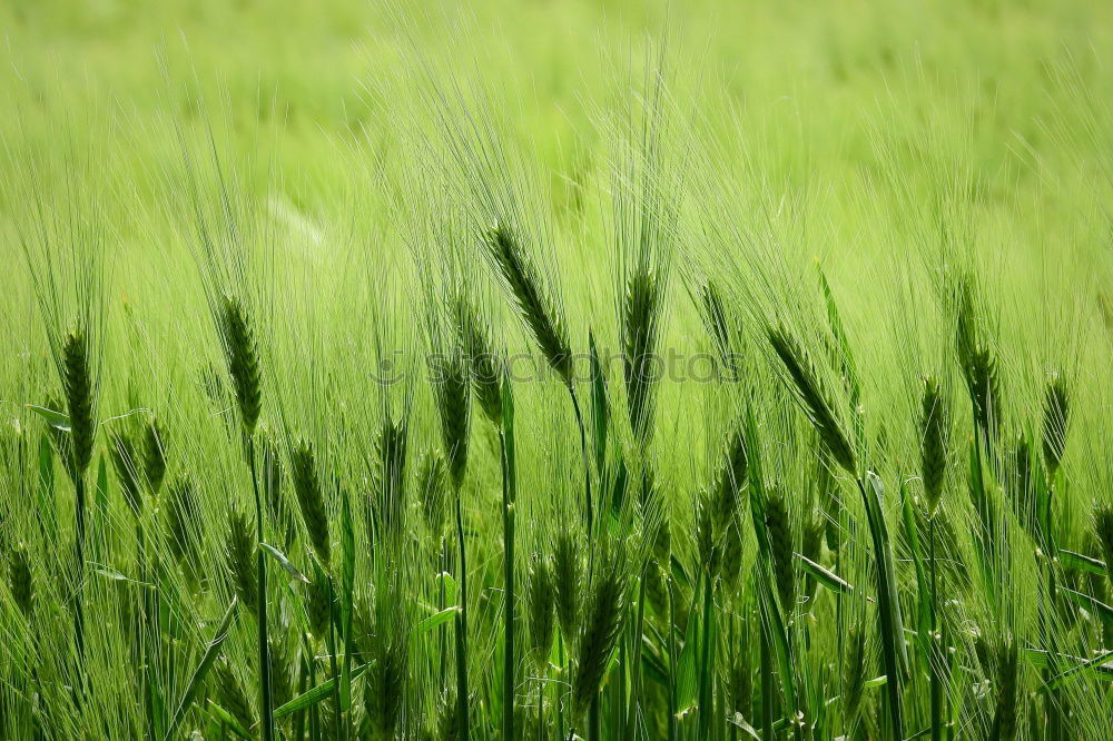 Similar – Image, Stock Photo wheat Summer Environment