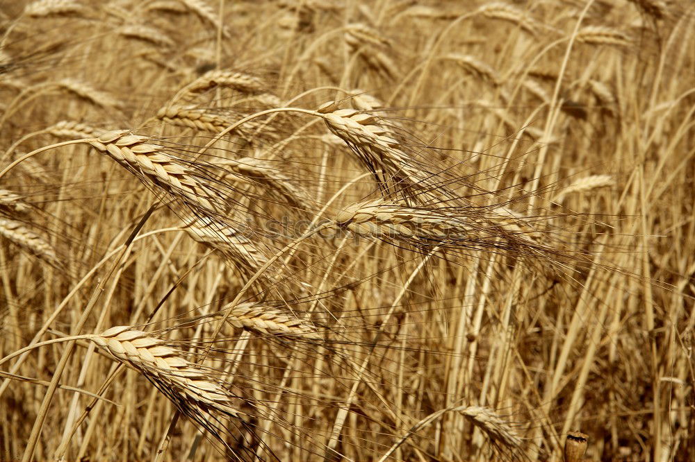 Similar – grain Wheat Field