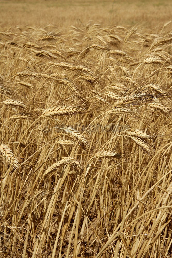 Similar – wheat field in summer