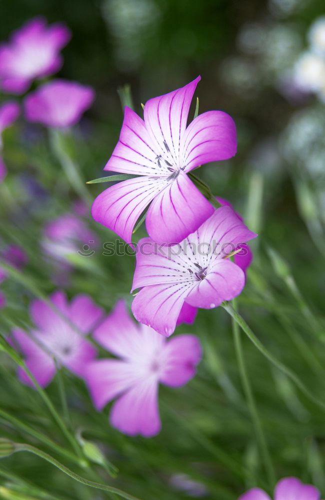 Similar – Image, Stock Photo From next door Flower