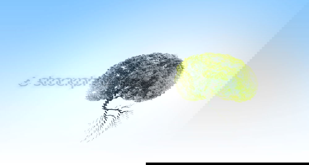 Similar – Image, Stock Photo tree Environment Nature