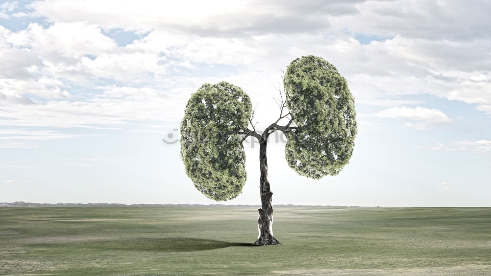 Similar – May Sky Spring Plant Tree