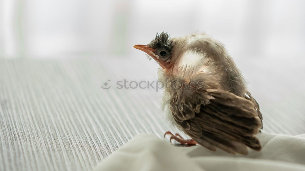 Similar – Image, Stock Photo Hand Raised Young Swifts