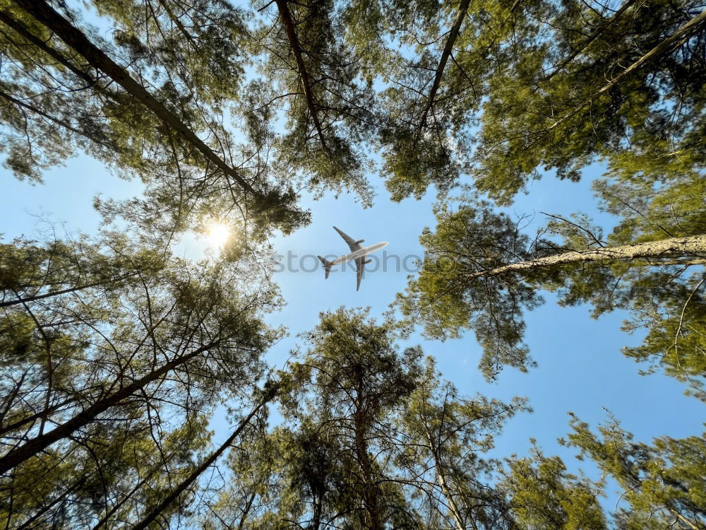 Image, Stock Photo Hunting Sky Tree Fir tree