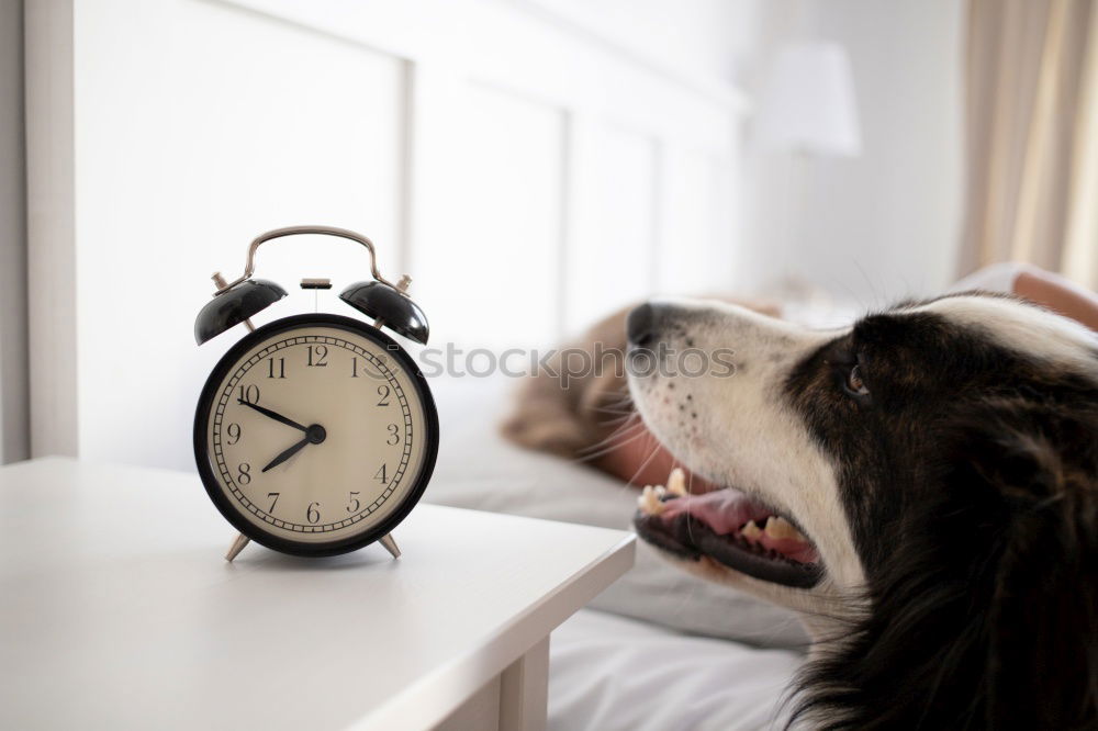 Similar – dog on bed with white sheets and alarm clock