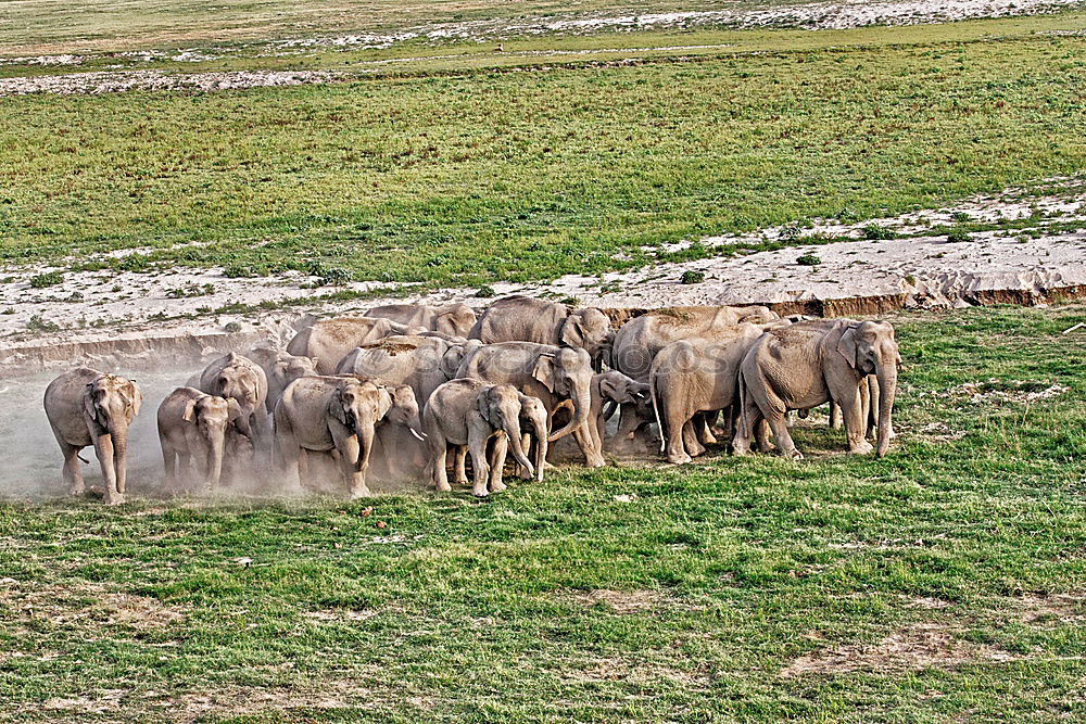 Similar – Image, Stock Photo Aerial Drone View Of Sheep Herd Feeding On Grass