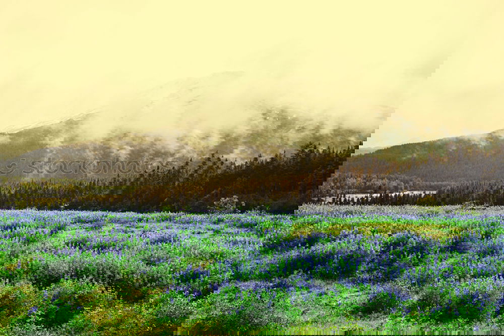 Similar – Image, Stock Photo Lupinen Overdose (Iceland)