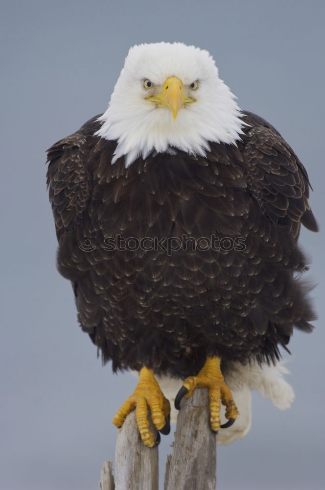 Similar – bald eagle Eagle Bird