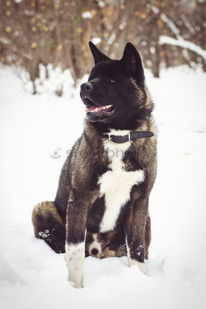 Similar – Image, Stock Photo Content dog in snows of woods