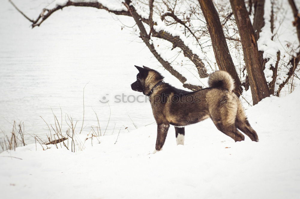 Similar – Image, Stock Photo fox walking on ice
