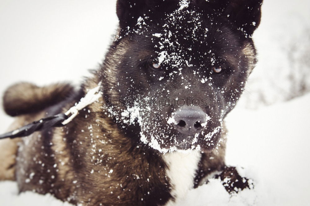 Similar – German Shepherd Dog in Winter