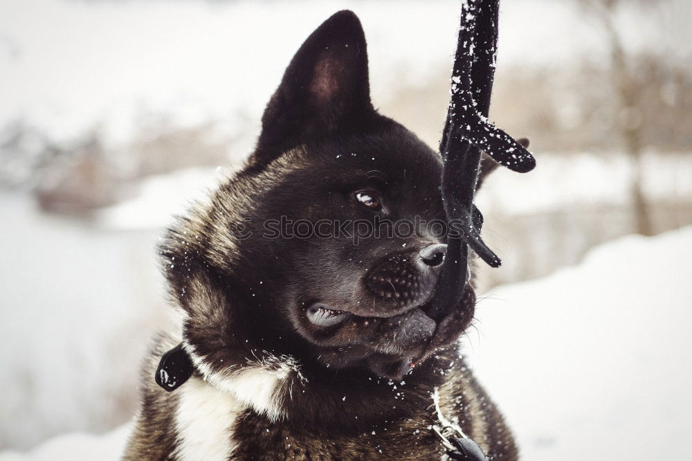 Similar – German Shepherd Dog in Winter