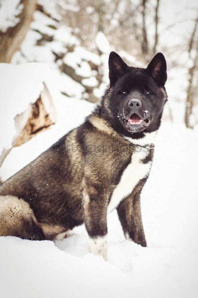 Similar – Dog in the snow Snow Happy