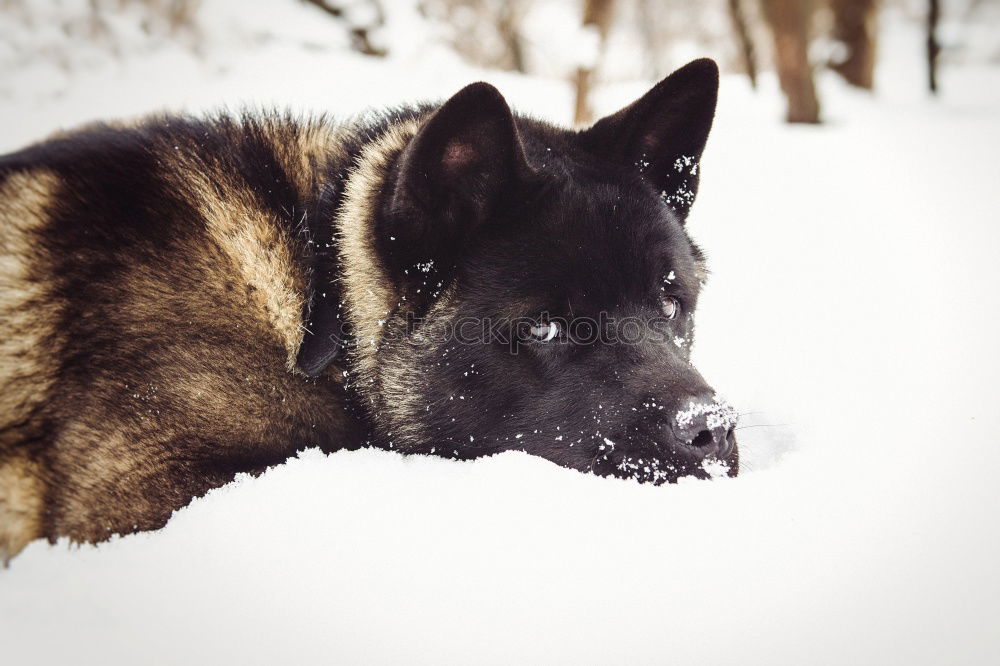 Similar – German Shepherd Dog in Winter