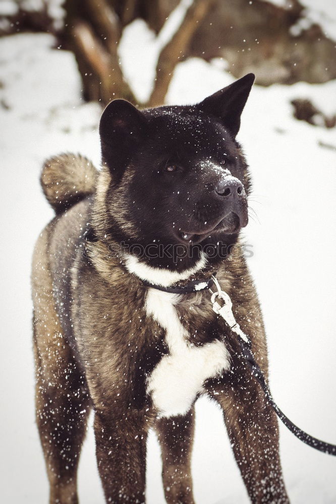 Similar – Boston Terrier Portrait