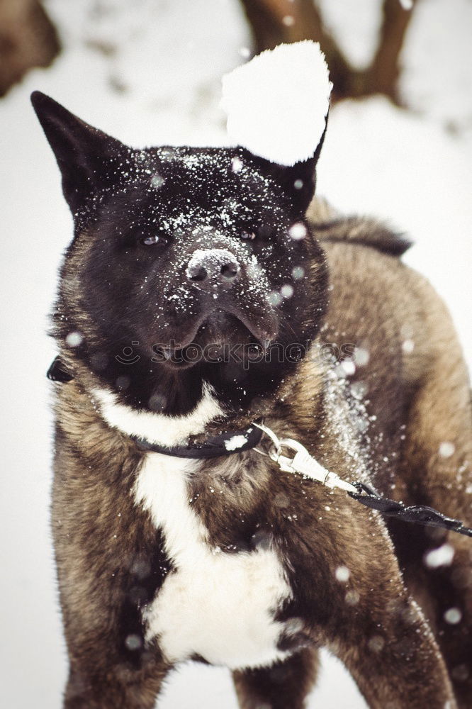 Similar – „Ich bin ein Hund! HOLT MICH HIER RAUS!!!“