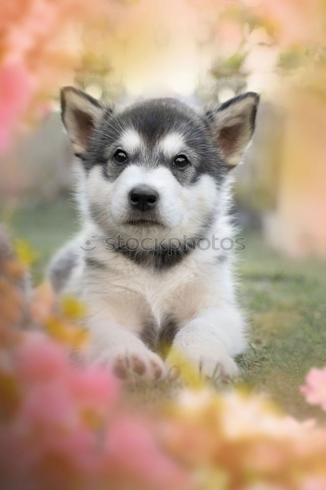 Similar – Image, Stock Photo dog Animal Pet Dog