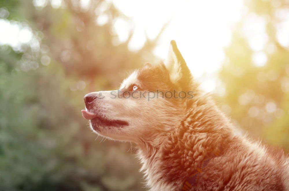 Image, Stock Photo Where’s the ball? Healthy