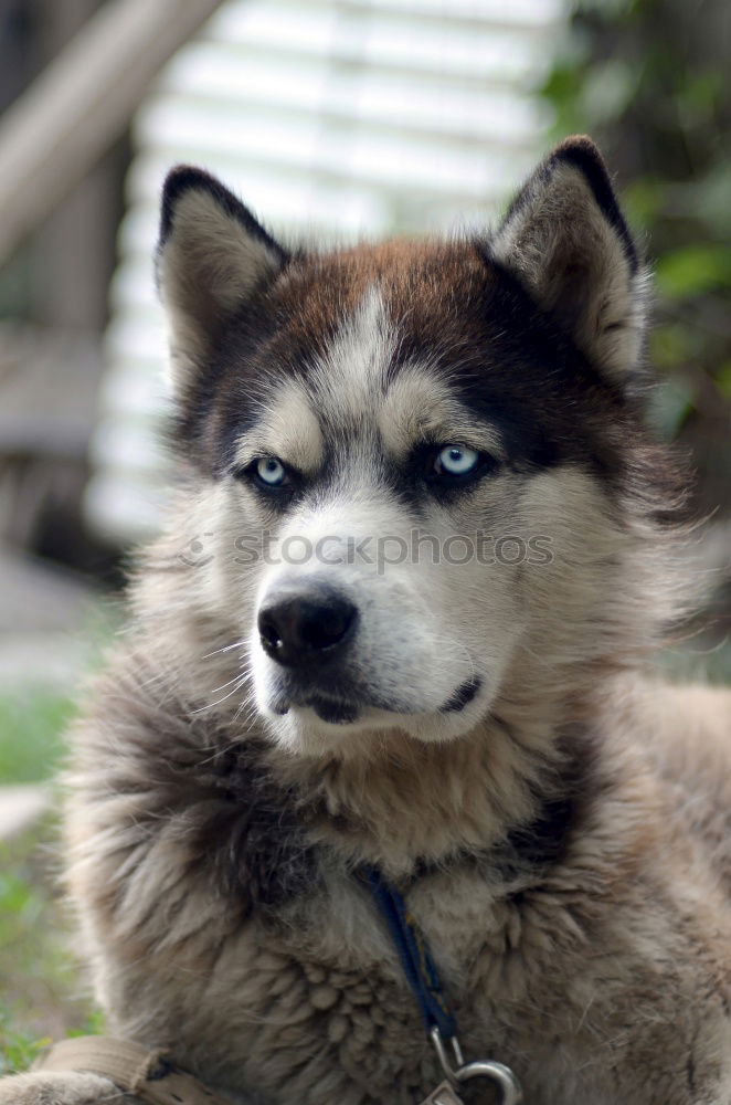 Similar – North American Grey Wolf