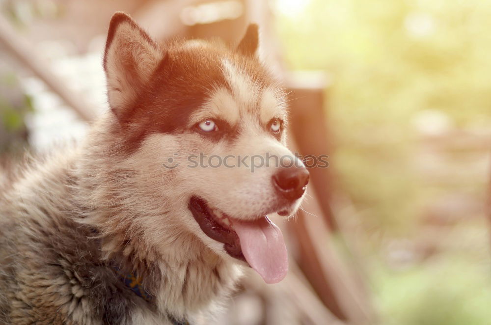 Similar – Image, Stock Photo All In Animal Dog 1 Old