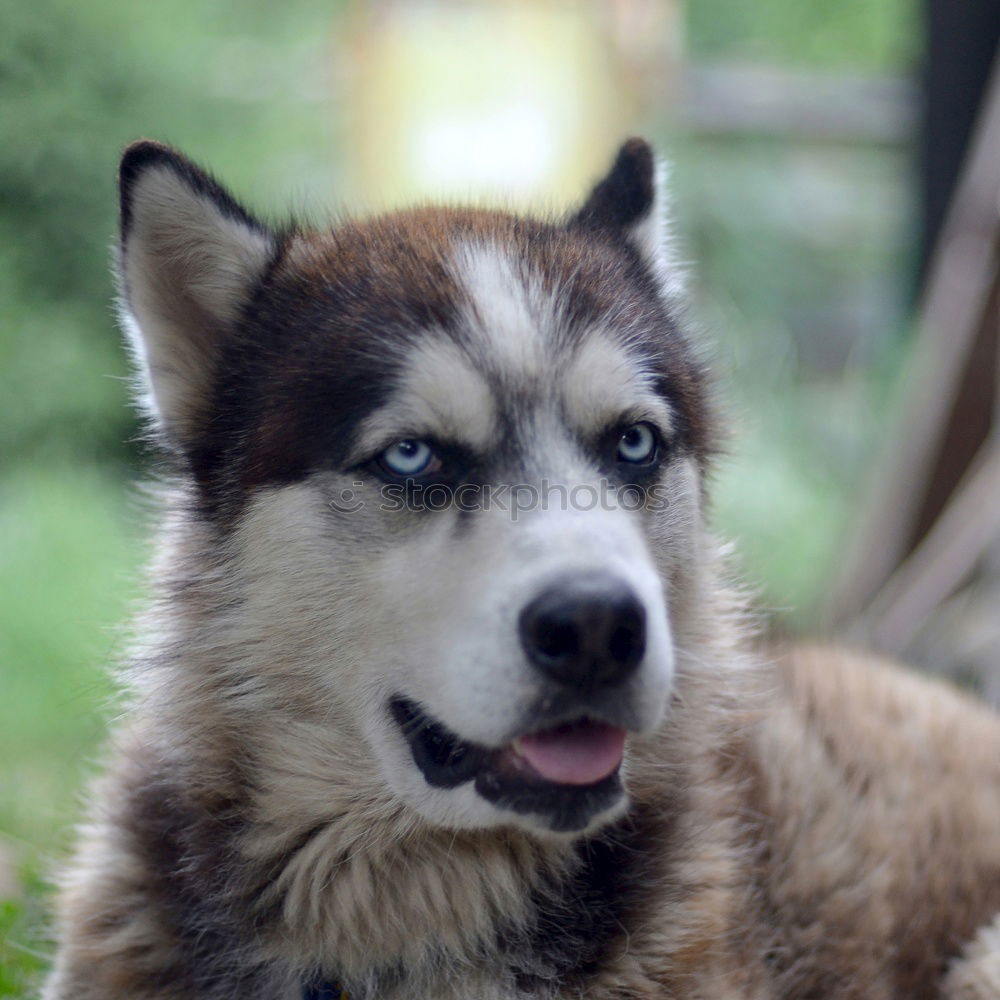 Similar – Image, Stock Photo dog tired