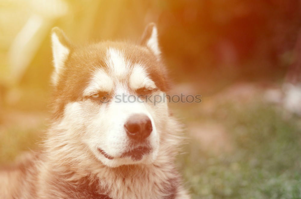Similar – Image, Stock Photo evening sun Horse
