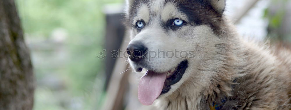 Similar – Image, Stock Photo Give Paw! Playing Park