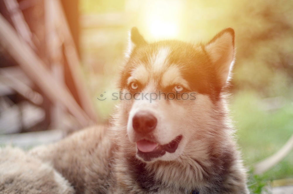 Similar – Image, Stock Photo Where’s the ball? Healthy