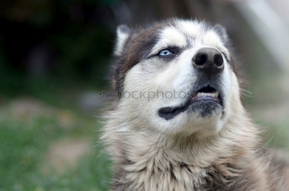 Similar – Image, Stock Photo dog tired