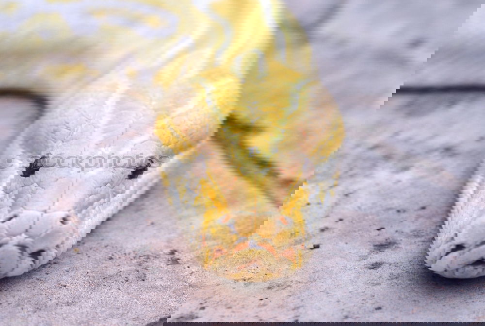 Similar – Image, Stock Photo Python molurus