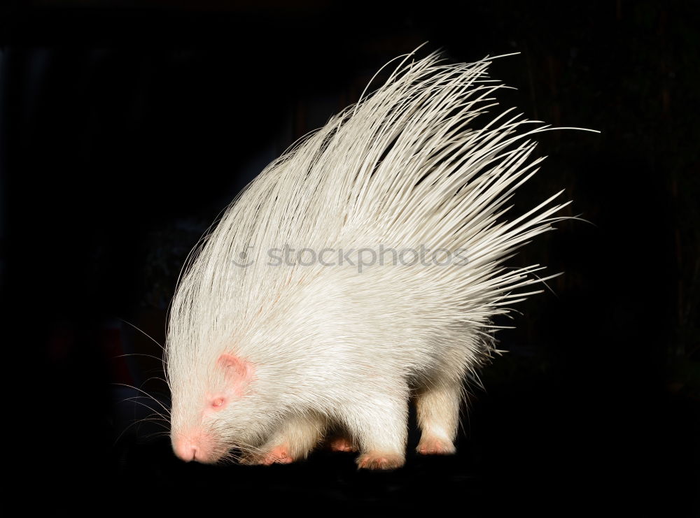 Similar – Image, Stock Photo the cake’s already eaten, the crumbs have a problem.