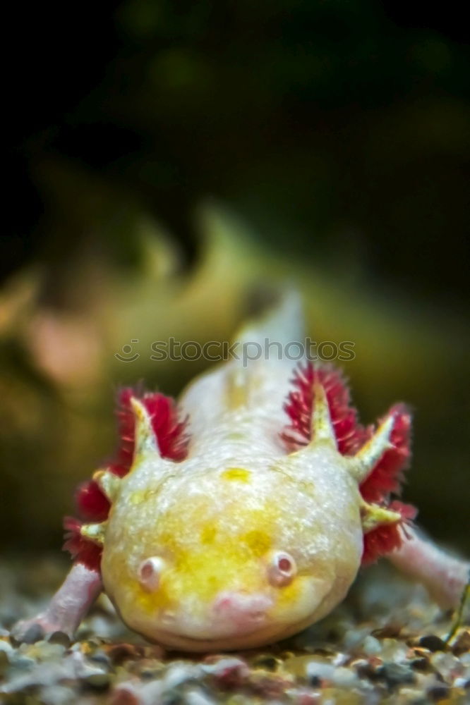 Similar – Image, Stock Photo fish-siesta Aquarium Ocean