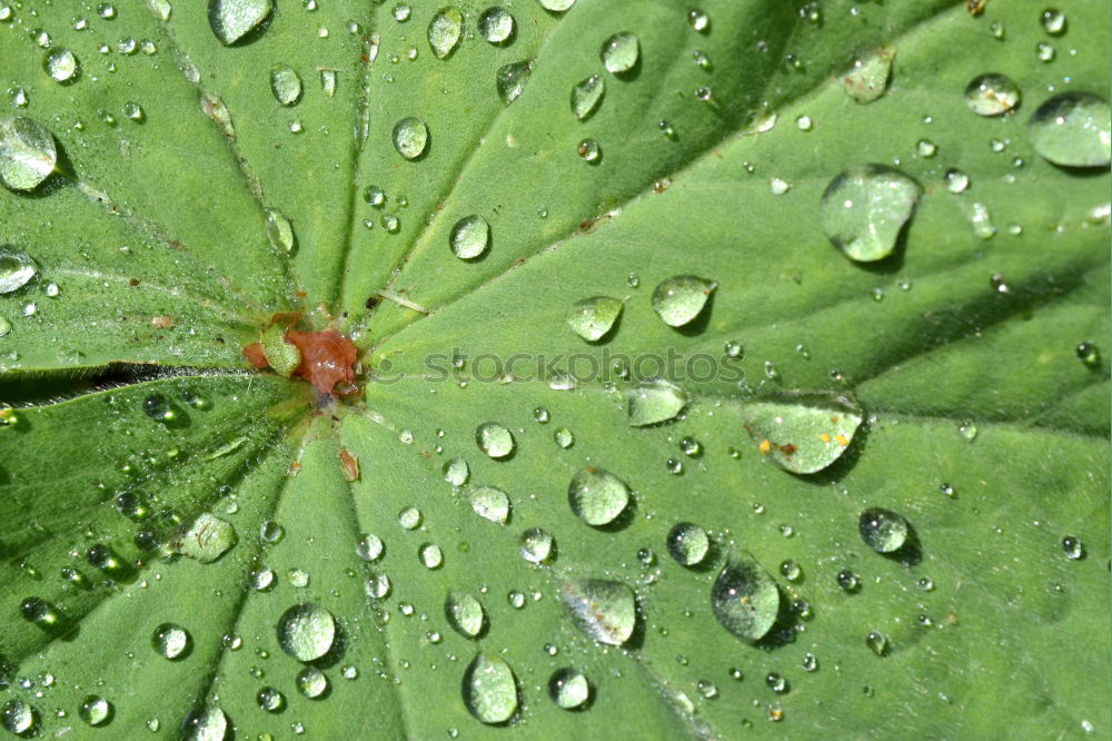 Similar – Image, Stock Photo as fresh as a daisy