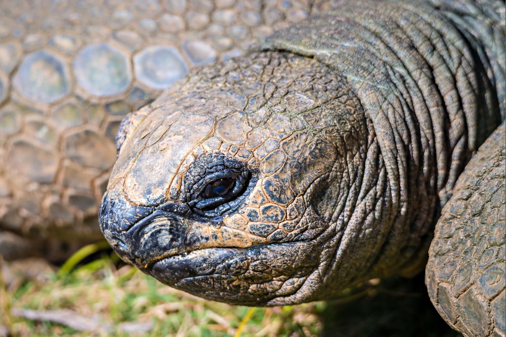 Similar – sea lizard Marine iguana