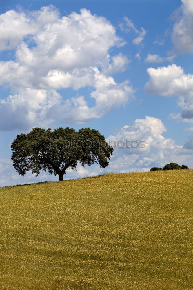 Similar – Image, Stock Photo idyllic? Clouds Tree Field