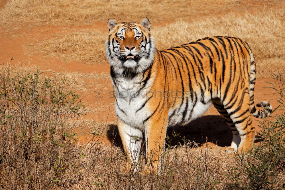 Similar – Square tiger Landscape